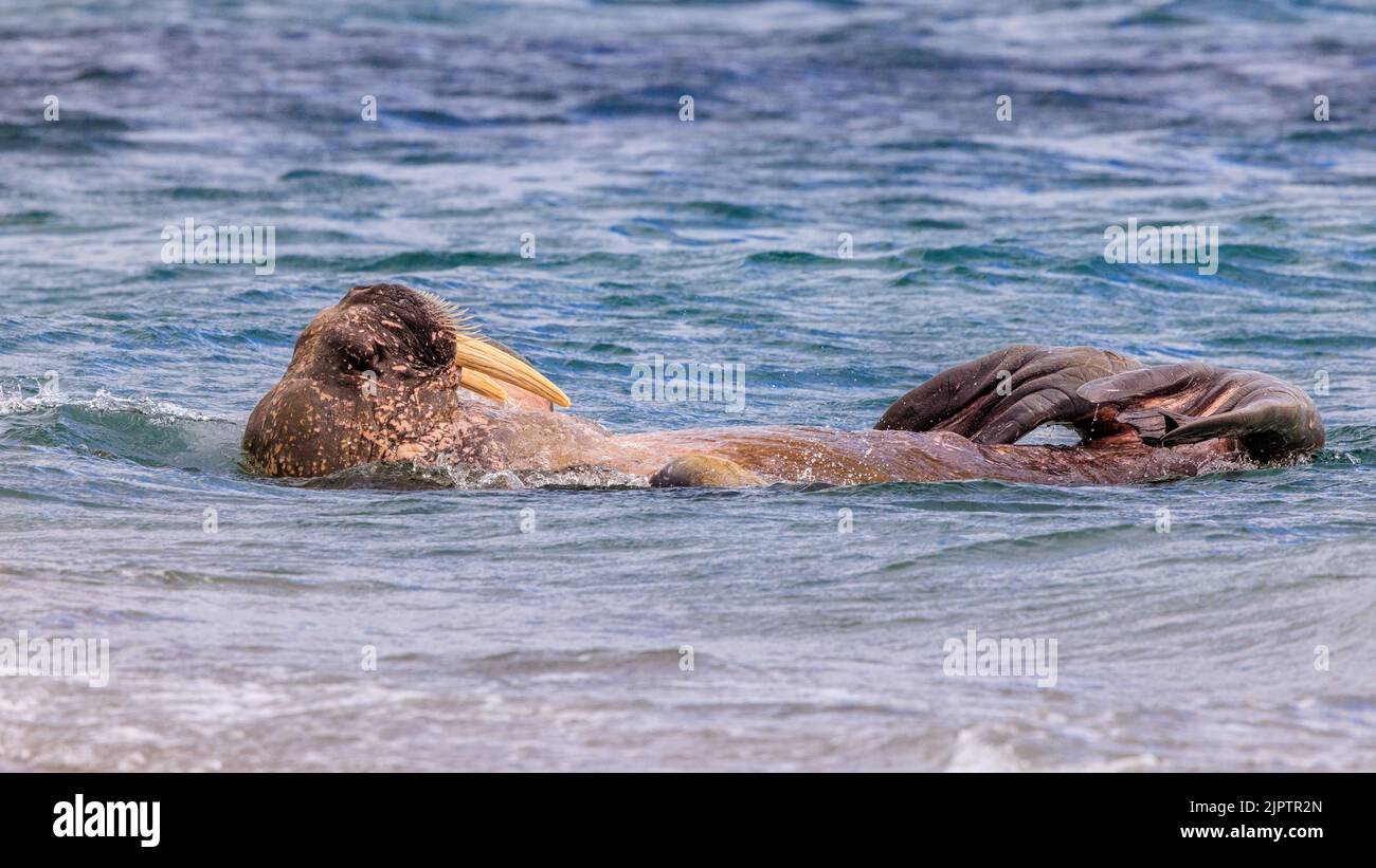 a walrus in side profile floats on its back in an otter like pose head and tusks out of the water and hind flippers curled inwards at smeerenberg Stock Photo