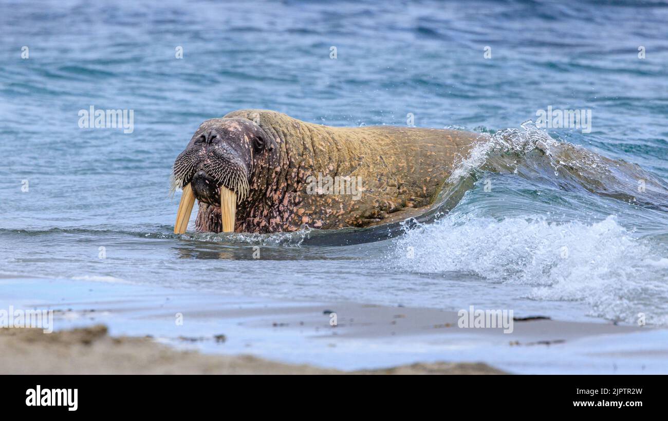 waves break over a walrus half out of the water as it hauls out onto the beach at smeerenberg in svalbard Stock Photo