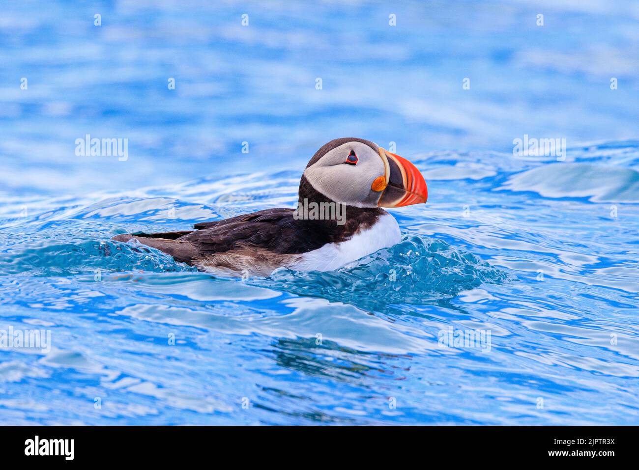 side profile of a puffin in close up swimming in clear bright blue arctic sea in svalbard Stock Photo