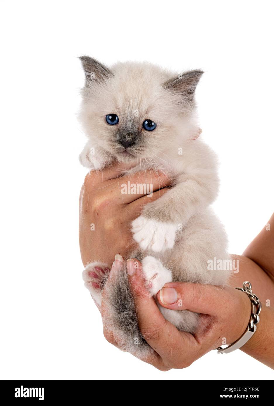 birman kitten in front of white background Stock Photo - Alamy