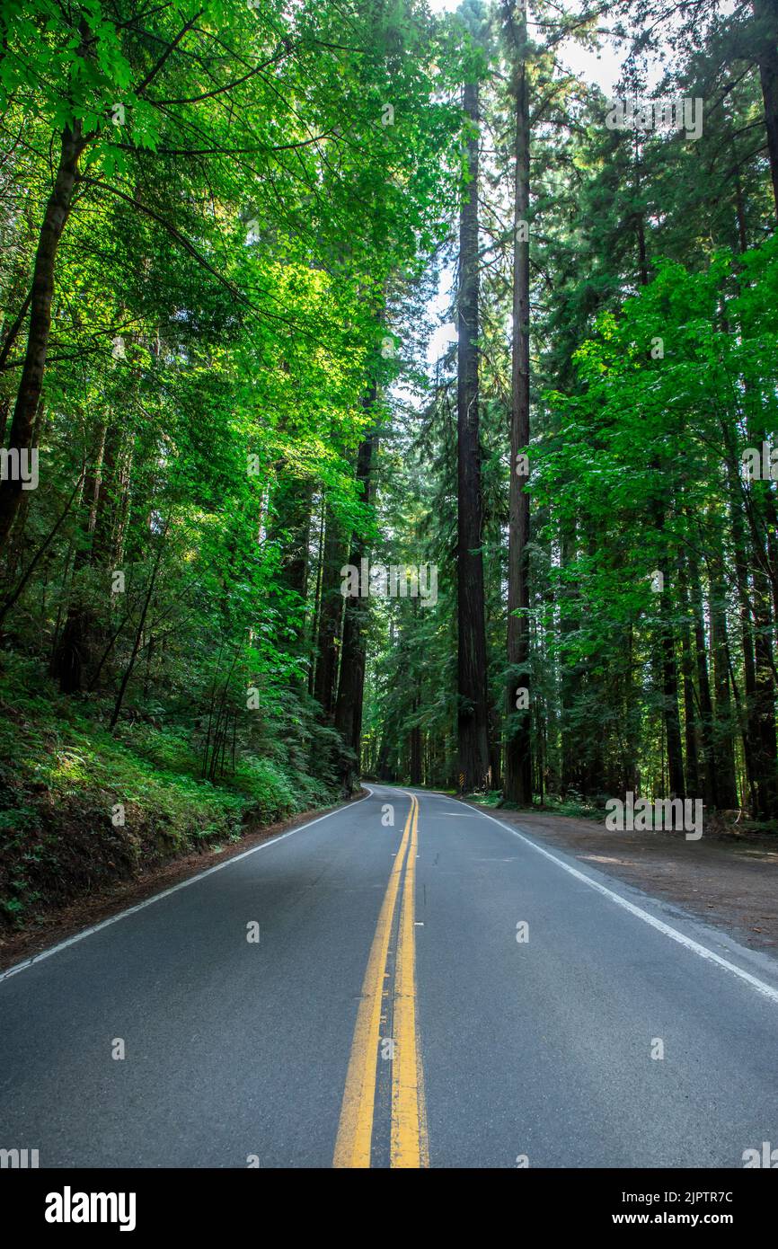 There is a vast forest of redwood trees in Northern California in Humboldt County. Stock Photo