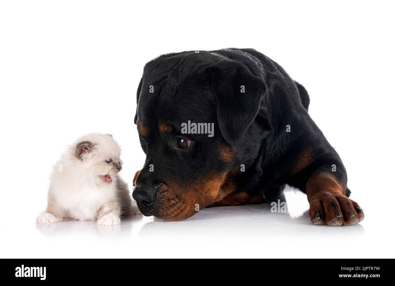 birman kitten and rottweiler in front of white background Stock Photo ...