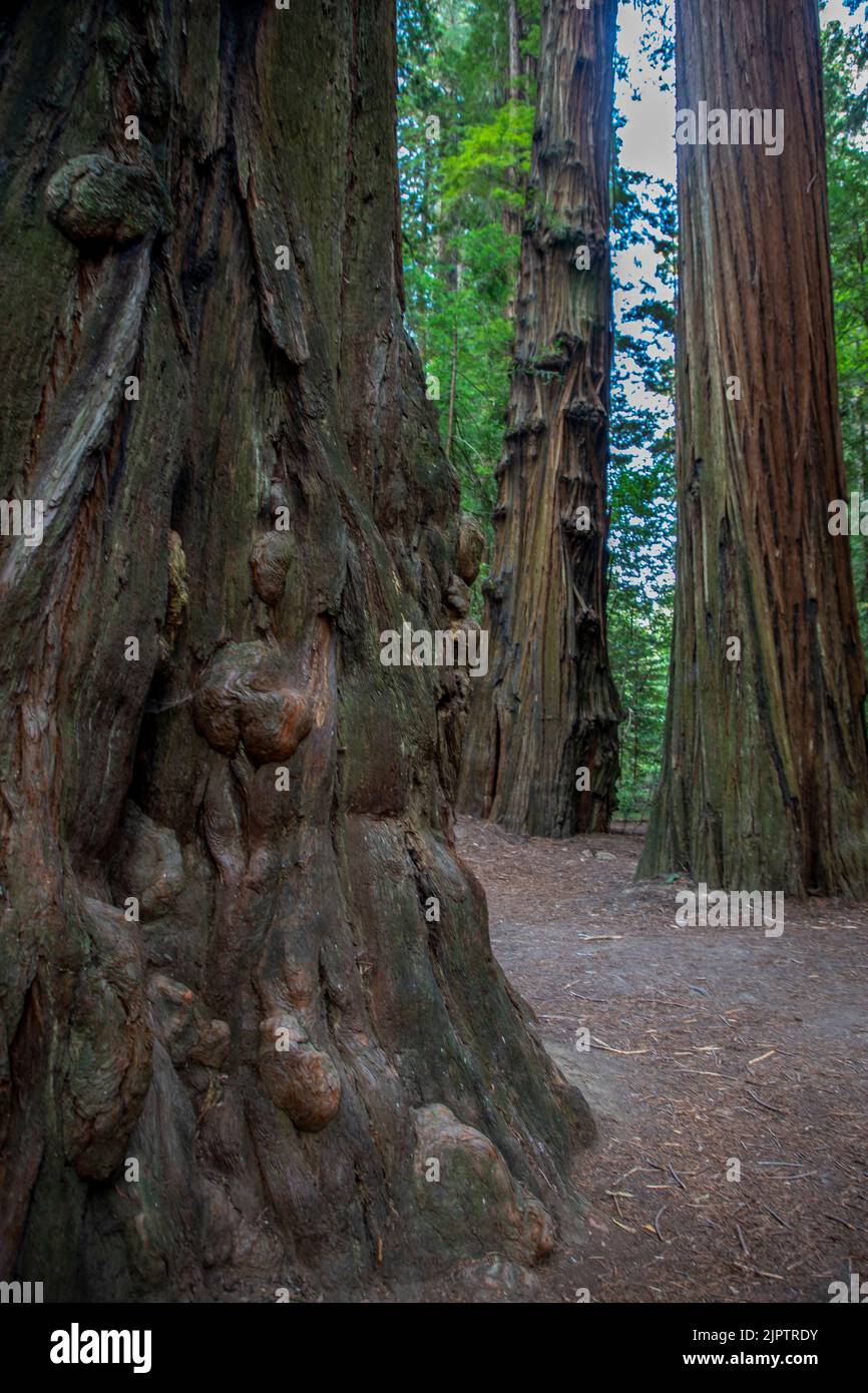 There is a vast forest of redwood trees in Northern California in