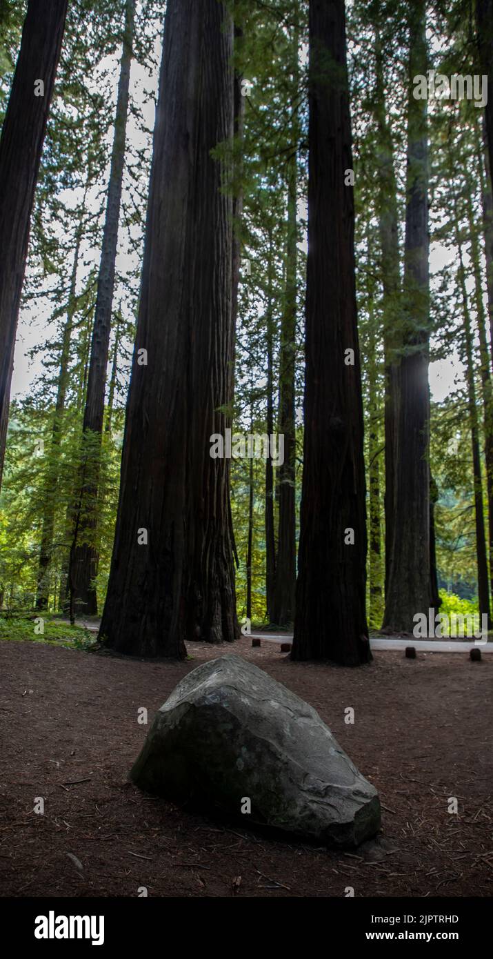 There is a vast forest of redwood trees in Northern California in