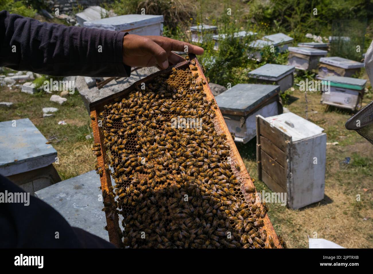 beekeeper holding a frame of the beehive by hand for harvesting honey and wax.swarms