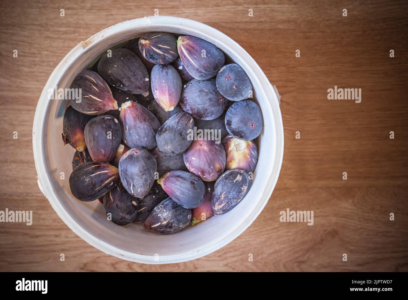 Bucket full of fresh fig just harvested. Studio shot with natural light. Wooden background Stock Photo