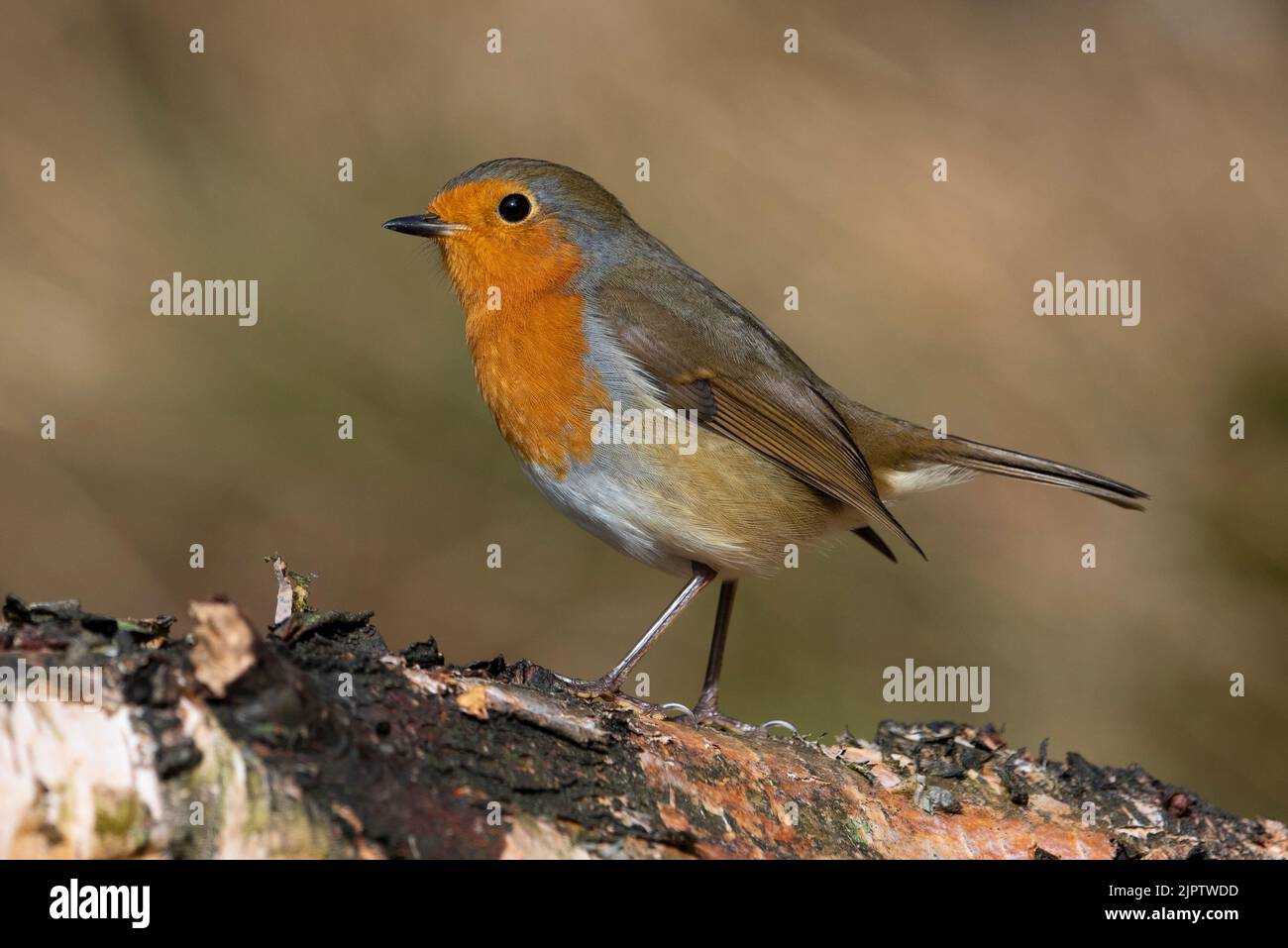 European Robin (Erithacus rubecula) sat on a silver birch branch, Yorkshire, England Stock Photo