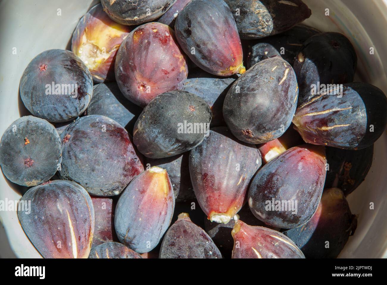 Bucket full of fresh fig just harvested. Studio shot with natural light Stock Photo