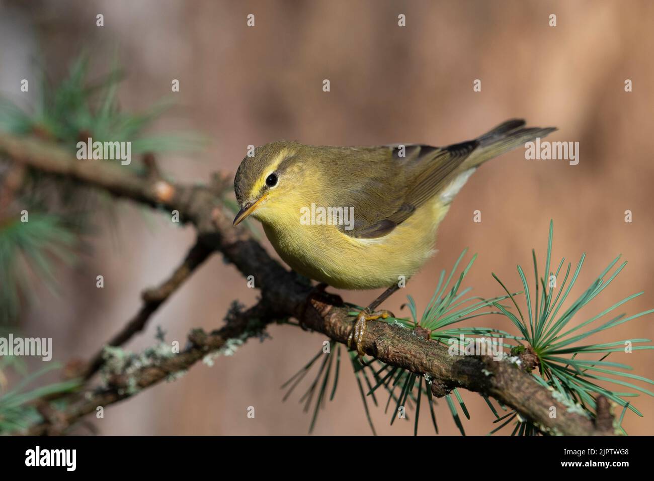 Juvenile Willow Warbler (Phylloscopus trochilus) with nice yellow colouration, Yorkshire, Great Britain. Stock Photo