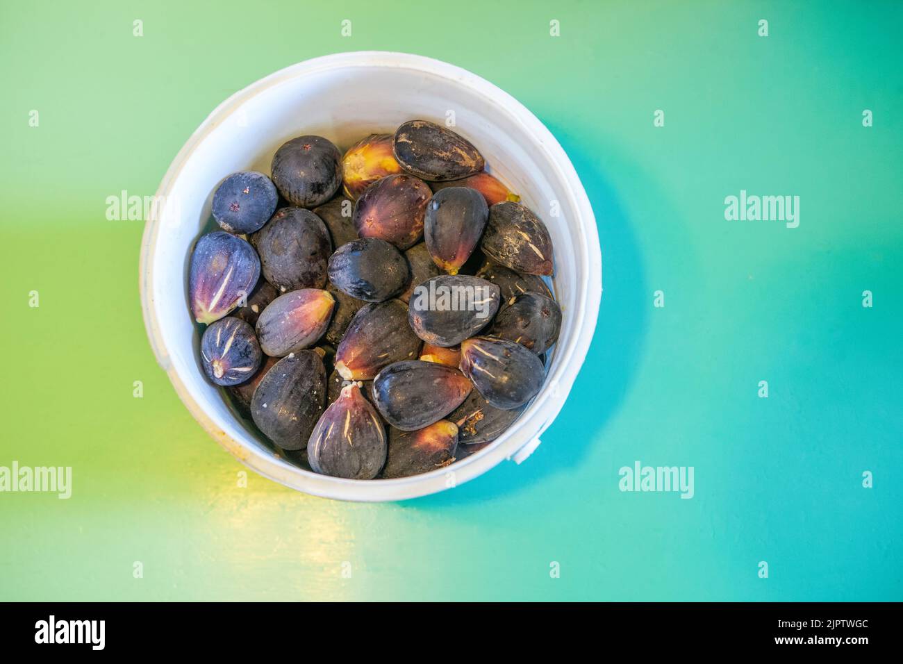Bucket full of fresh fig just harvested. Studio shot with natural light. Turquoise background Stock Photo