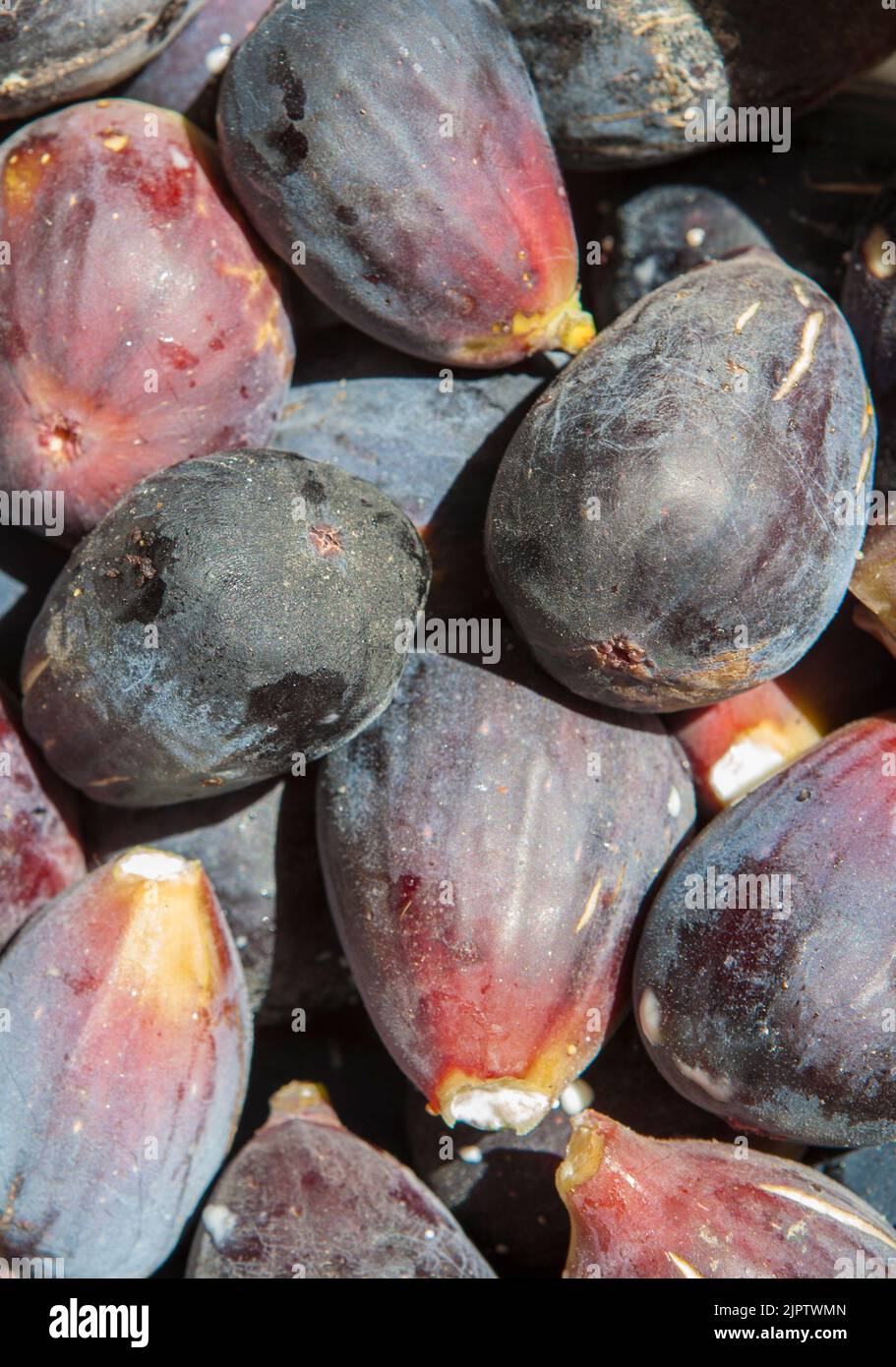 Fresh figs freshly picked from tree. Studio shot with natural light Stock Photo