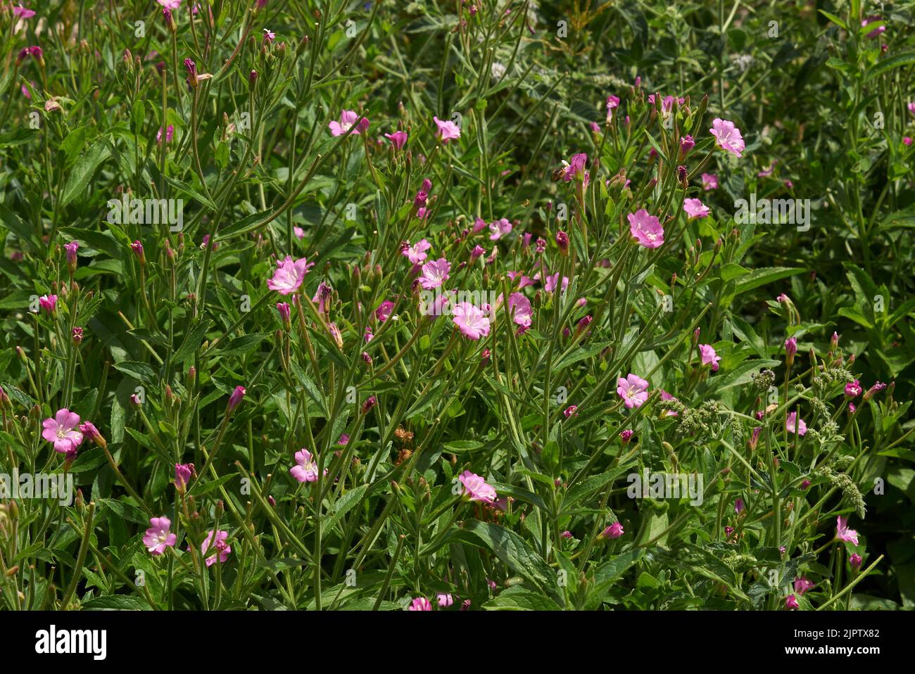 Epilobium hirsutum pink inflorescence Stock Photo