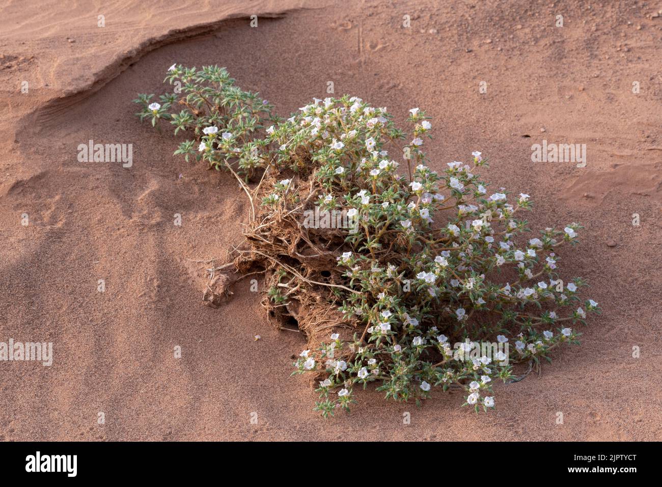 Mat crinklemat,Tiquilia latior, in bloom, Canyonlands National Park, Utah. Stock Photo
