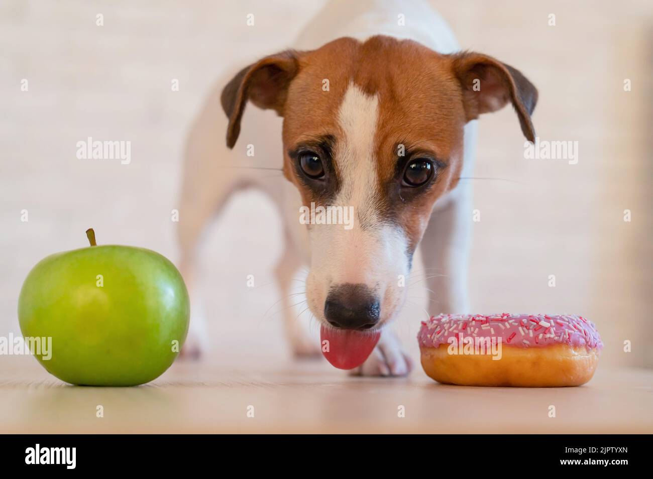 Jack Russell Terrier decides what to eat. Donut and green apple. Food habits of the dog Stock Photo