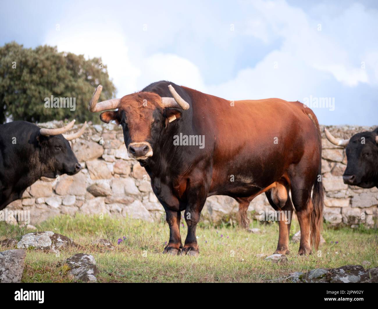 Red coloured spanish bull looking at camera. Old stone wall in the background. Stock Photo