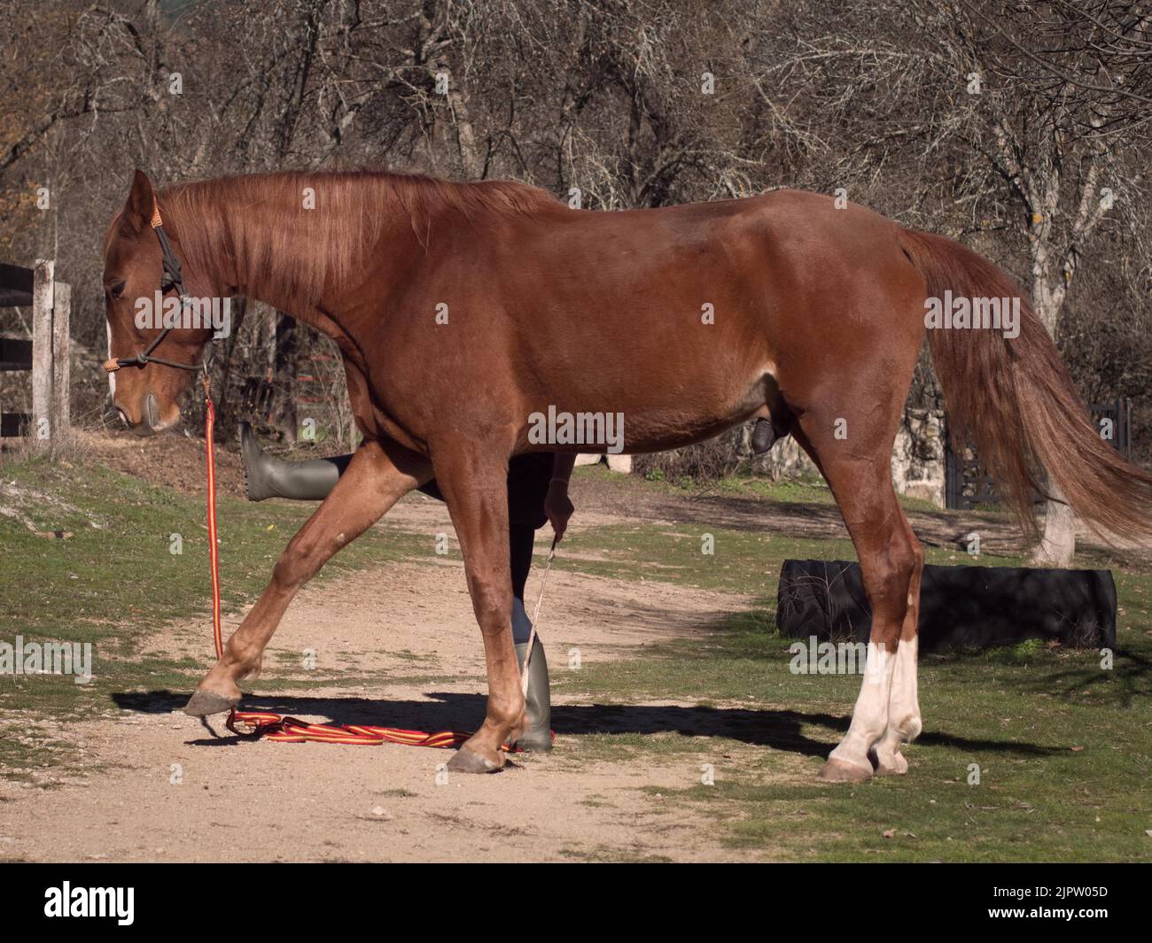 Anglo arab horse learning some horse agility tricks. Owner behind. Stock Photo