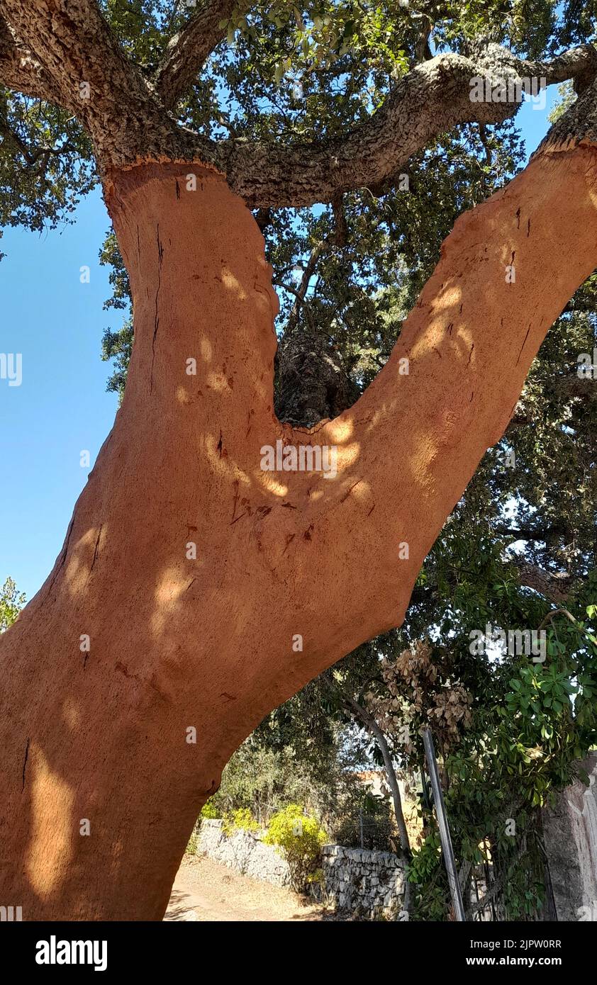 Corktree (quercus suber) in Gallura countryside, Sardinia, Italy Stock