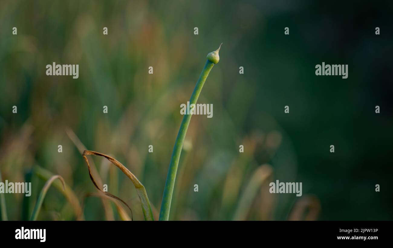 Onion flowers blooming onions, alliums. Green onions. The life cycle of
