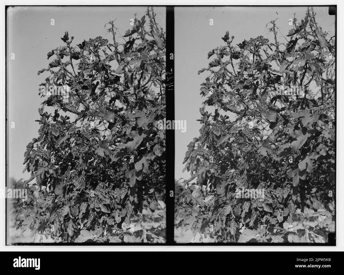 The terrible plague of locusts in Palestine, MarchJune 1915. Closeup