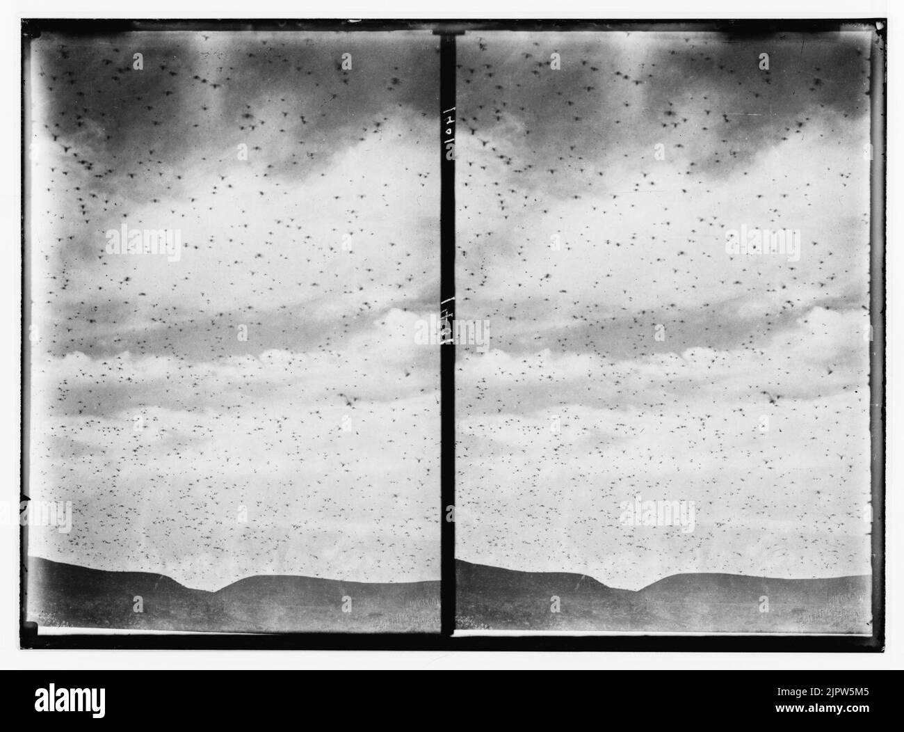 The terrible plague of locusts in Palestine, MarchJune 1915. Cloud of