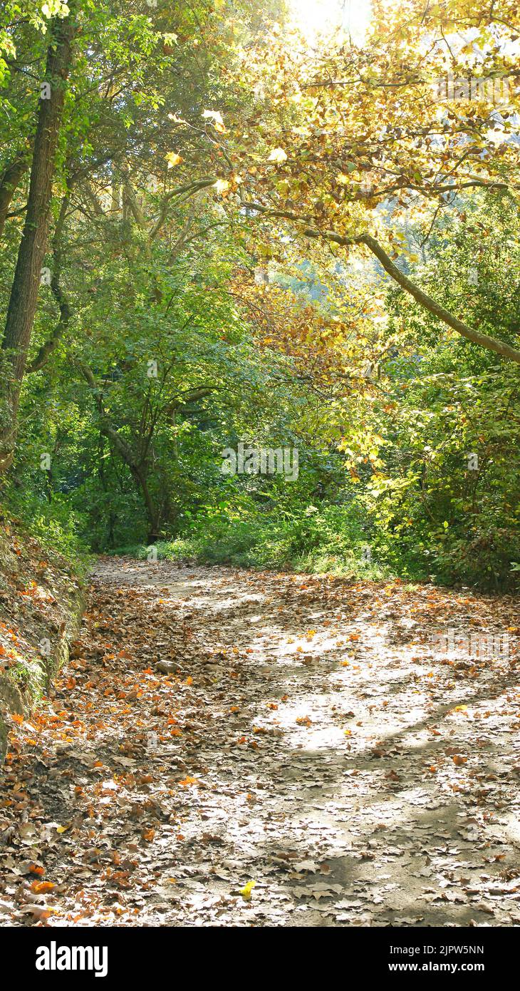 Hojas de bosques hi-res stock photography and images - Alamy