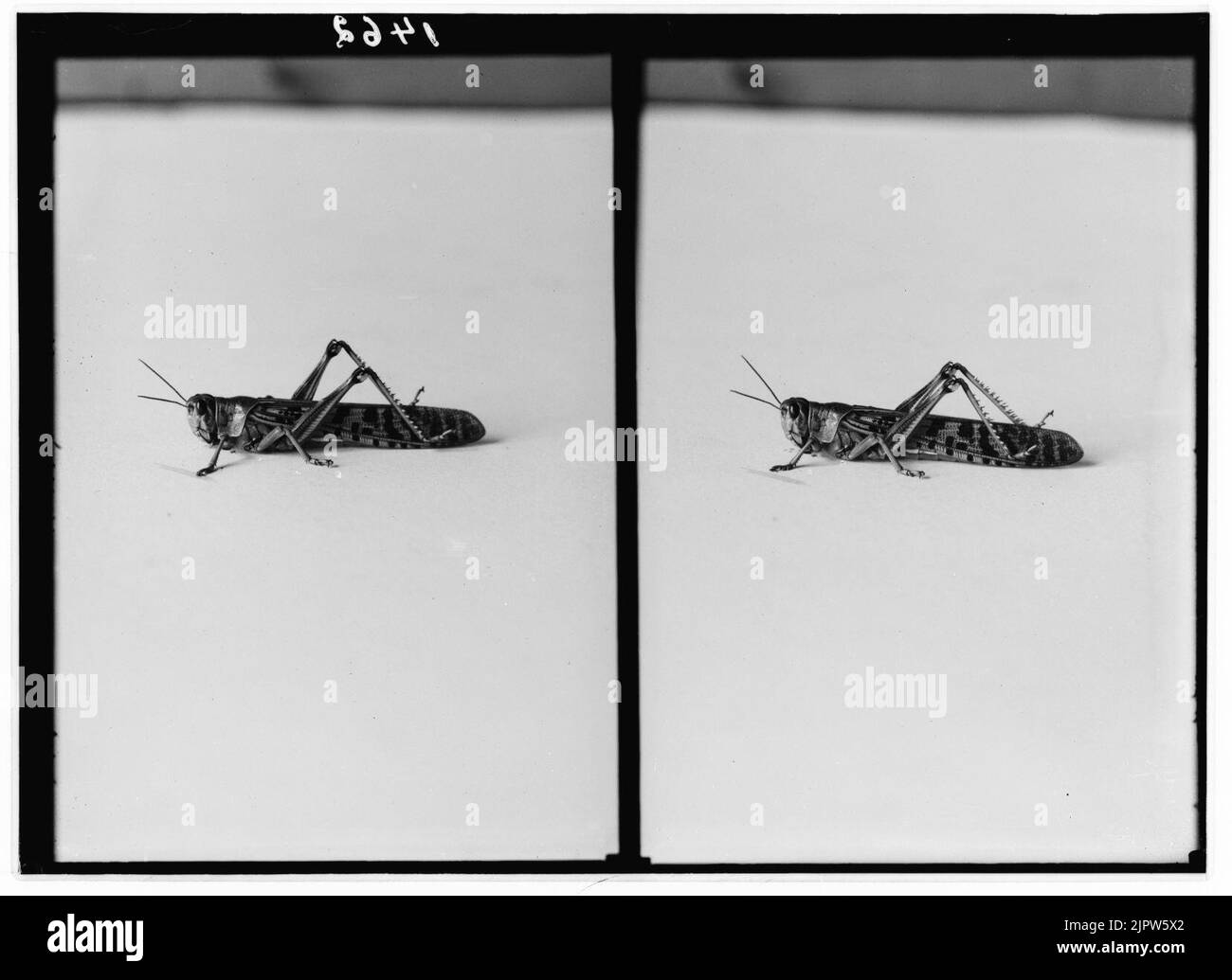 The terrible plague of locusts in Palestine, MarchJune 1915. The