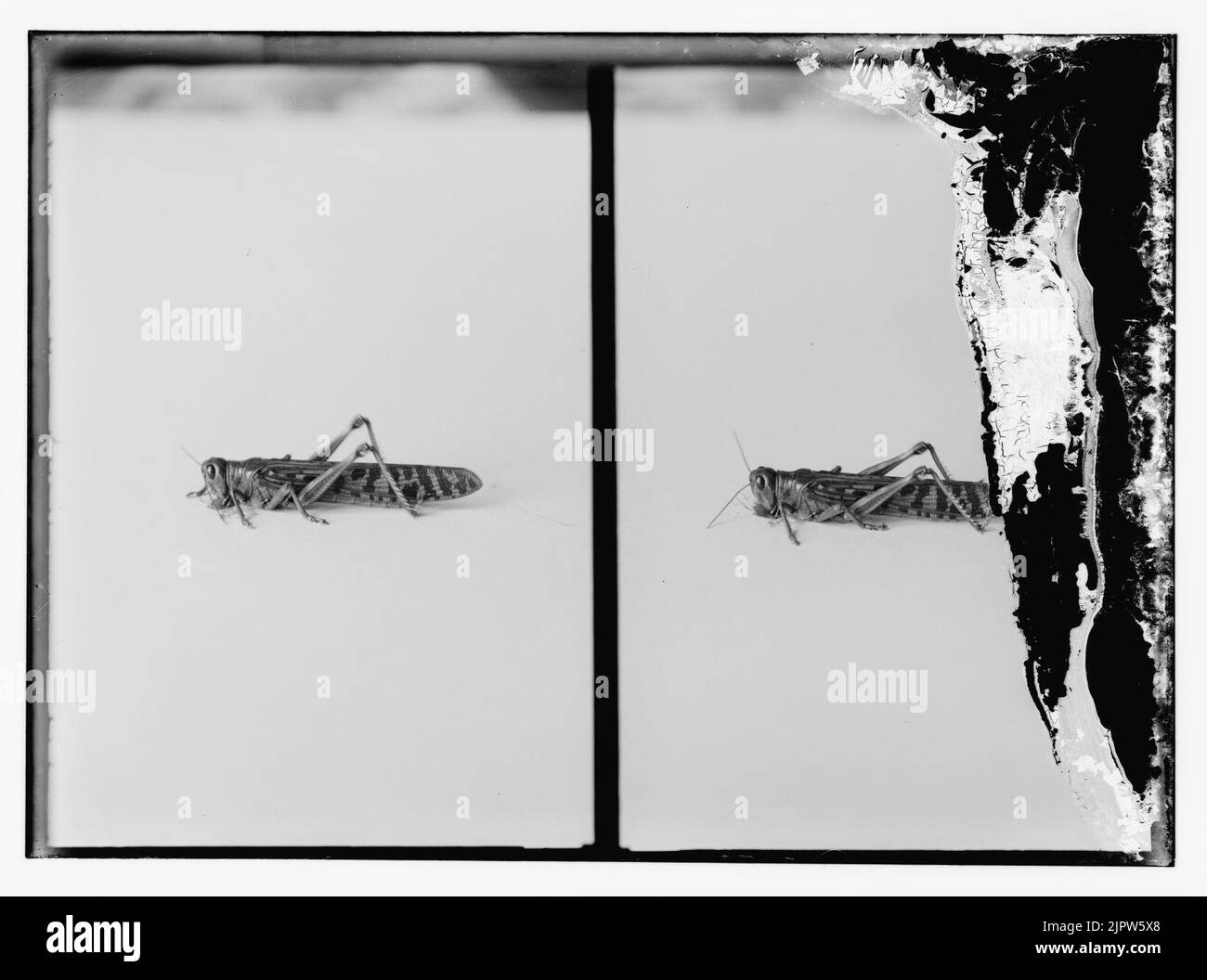 The terrible plague of locusts in Palestine, MarchJune 1915. The