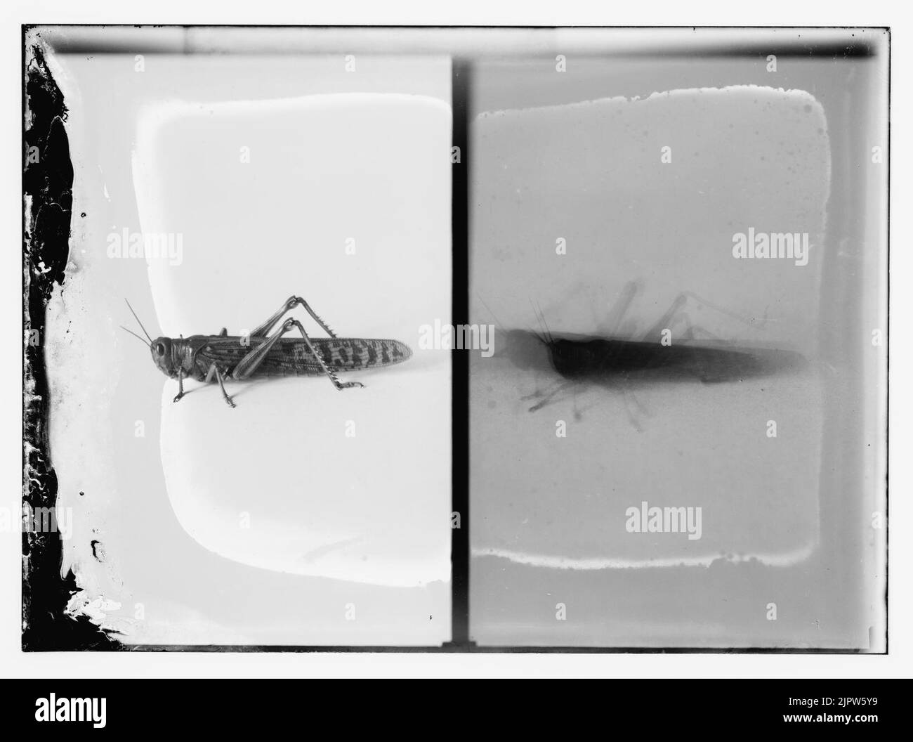 The terrible plague of locusts in Palestine, MarchJune 1915. The