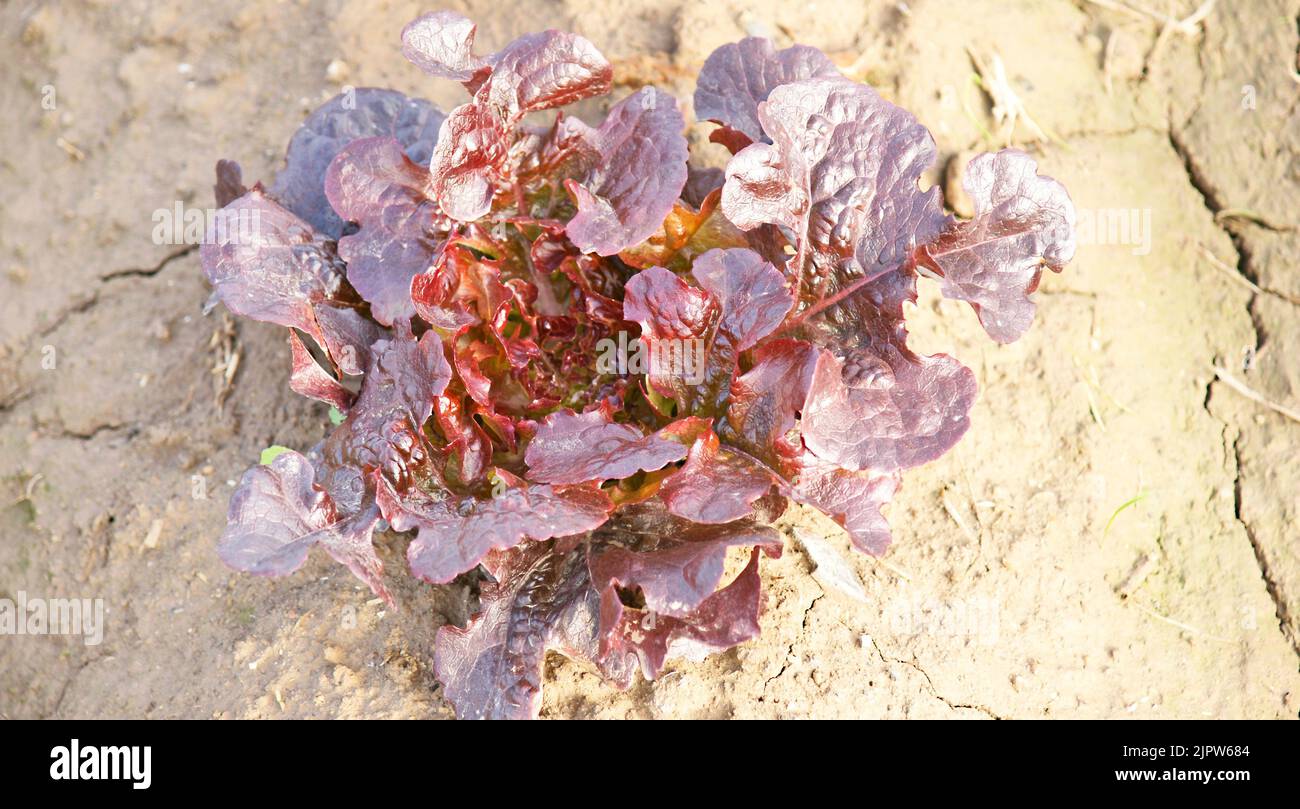 Oak leaf lettuce in a plantation in Delta del Llobregat, Barcelona