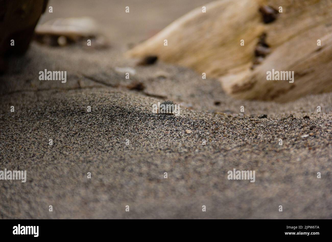 Hermit crab walking on beach hi-res stock photography and images - Alamy