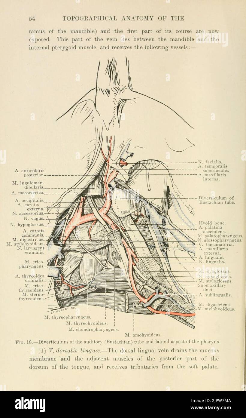 The topographical anatomy of the head and neck of the horse (Page 54 ...