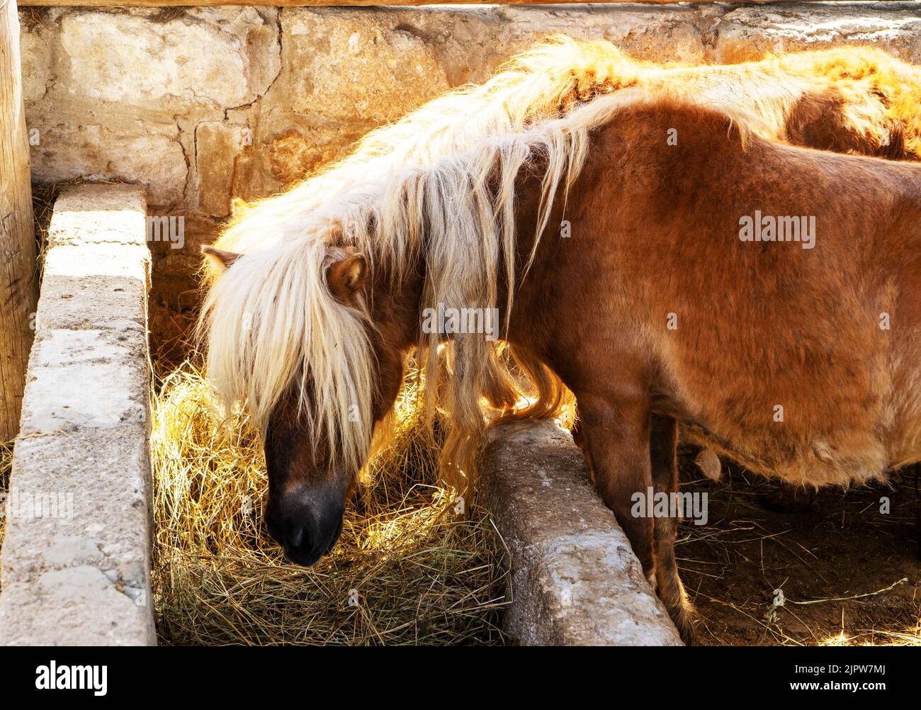 Two Young little brown pony horse eating hay in a stable on the farm