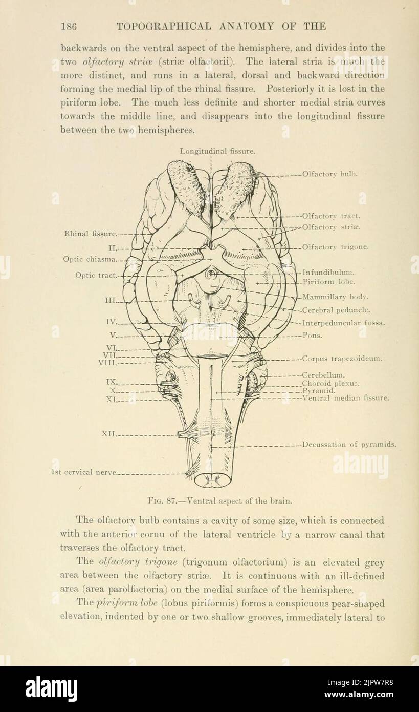 The topographical anatomy of the head and neck of the horse (Page 186 ...