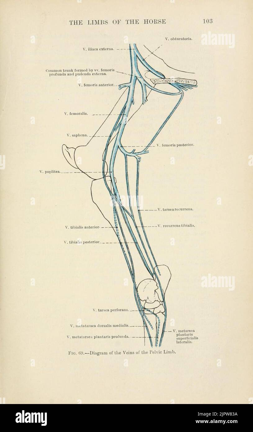 the-topographical-anatomy-of-the-limbs-of-the-horse-page-103-stock