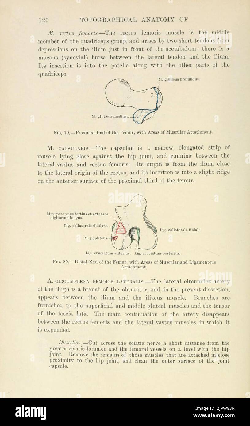 the-topographical-anatomy-of-the-limbs-of-the-horse-page-120-stock