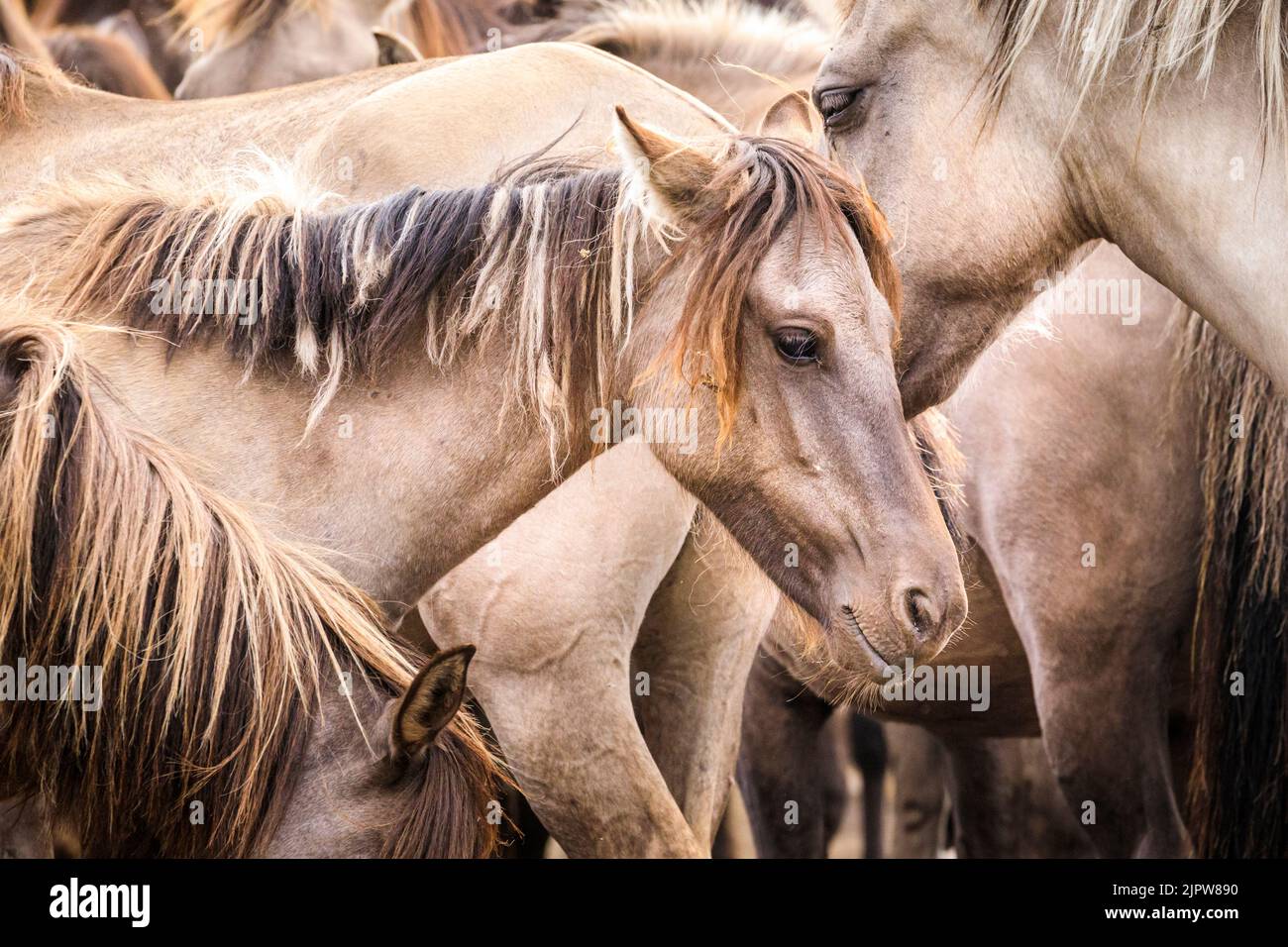 Merfelder Bruch, Westphalia, Germany. 20th Aug, 2022. The 300  strong herd of Dülmen ponies cool down in the dust as the hot summer weather continues. The endangered ancient breed live semi feral in a protected area of woods and grassland at Merfelder Bruch Nature Reserve near Dülmen, Westphalia, in family clans with very little human interference apart from occasional provision of hay and water. Credit: Imageplotter/Alamy Live News Stock Photo