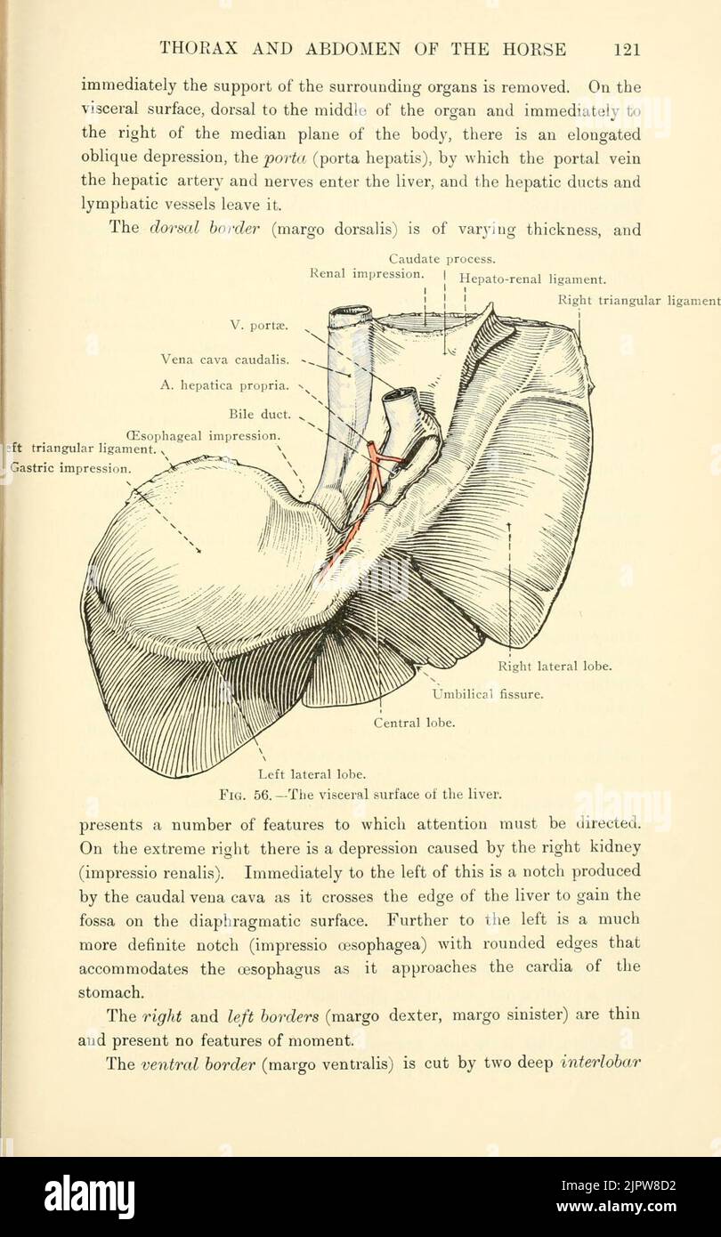 The topographical anatomy of the thorax and abdomen of the horse (Page