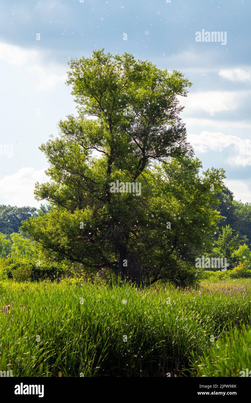 seed puffs floating down in front of a large tree in the middle of a field Stock Photo