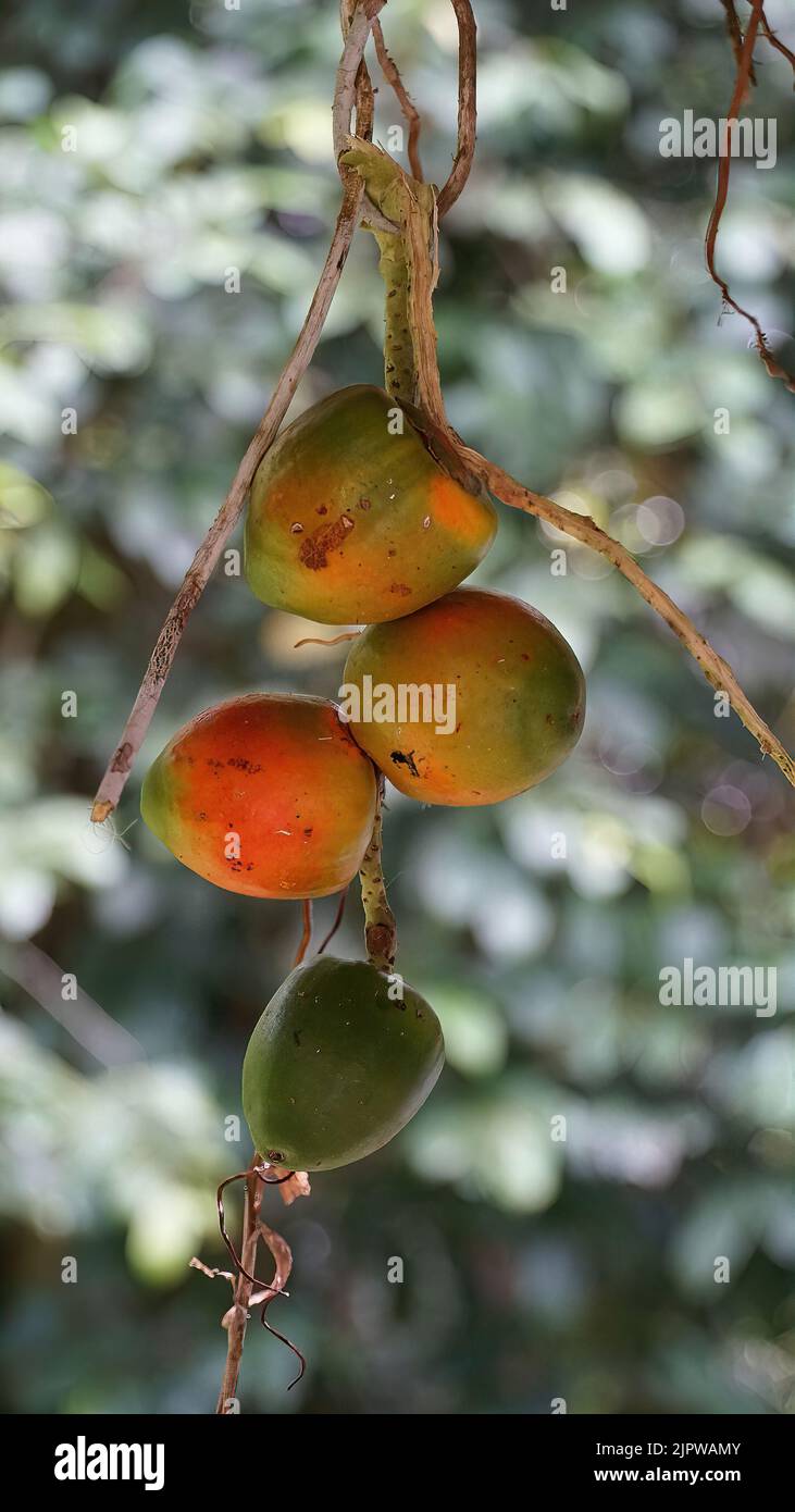 Fruto da  pupunha, espécie de palmeira nativa da região amazônica Stock Photo