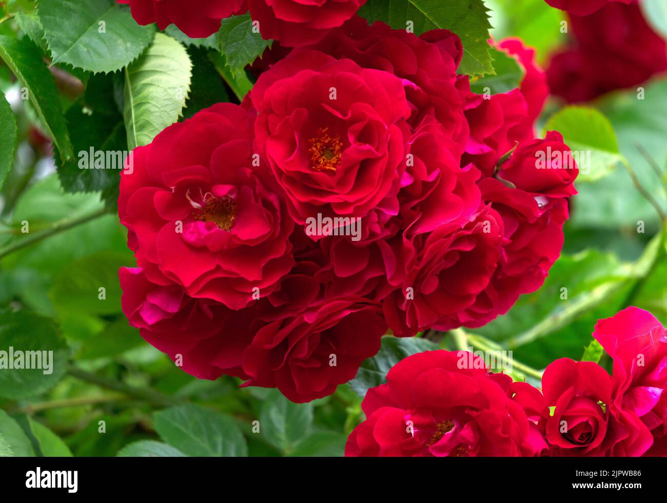 Beautiful red autumn flowers hi-res stock photography and images - Alamy