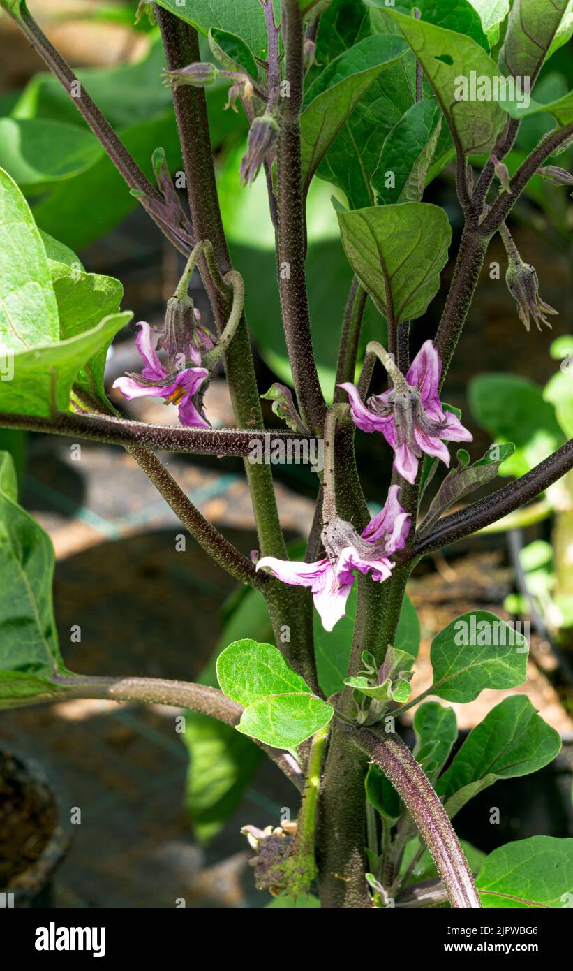 Eggplant bush with flowers on a background of green leaves. Stock Photo