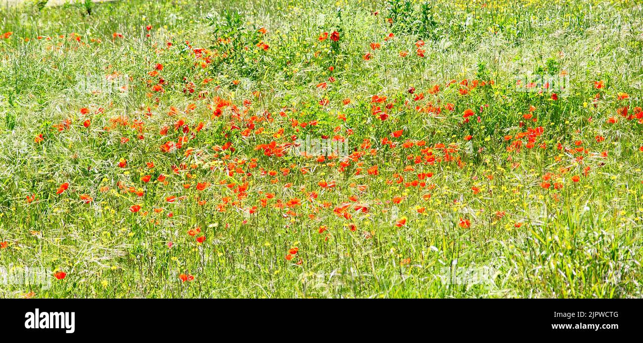 Especies de especies hi-res stock photography and images - Alamy