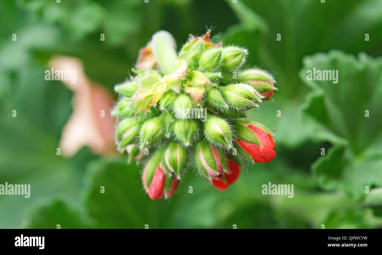 red geranium buds in a garden Stock Photo Alamy