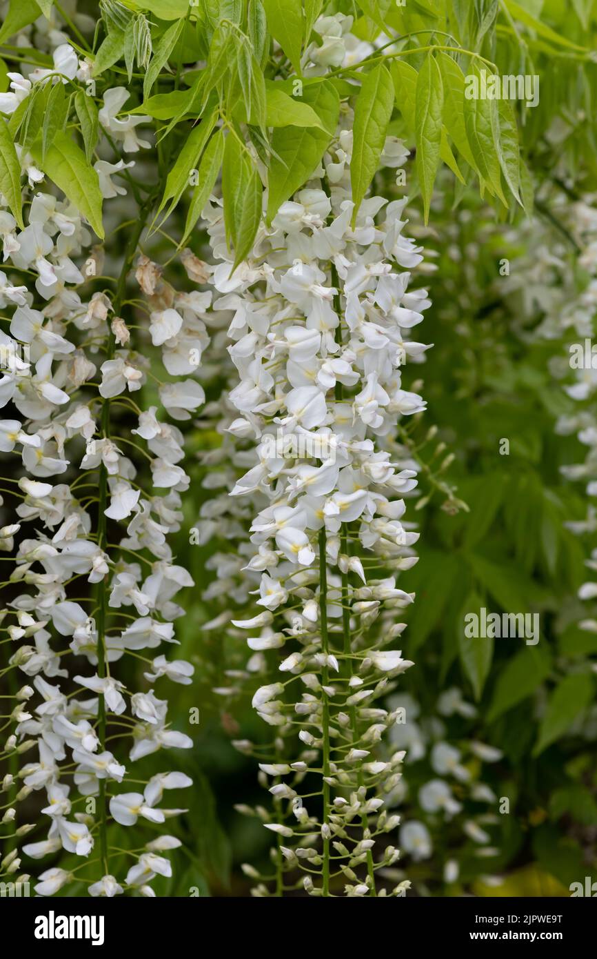 White wisteria flowers in bloom Stock Photo Alamy