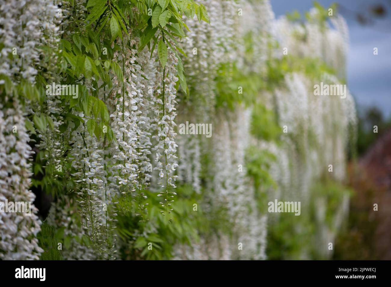 White wisteria flowers in bloom Stock Photo Alamy