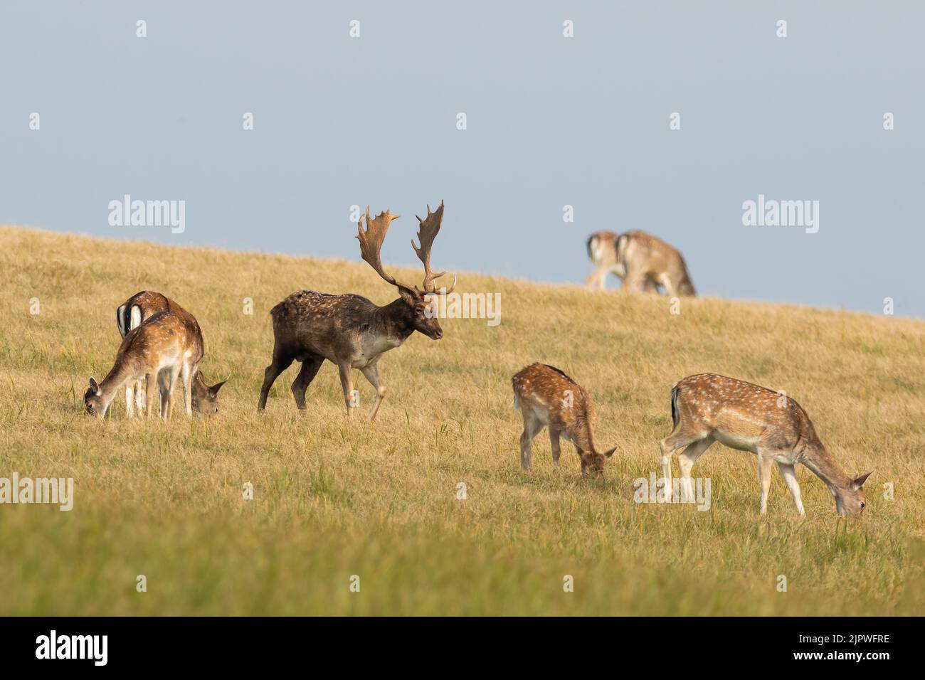 Herd of fallow deer grazing on dry pasture in autumn Stock Photo