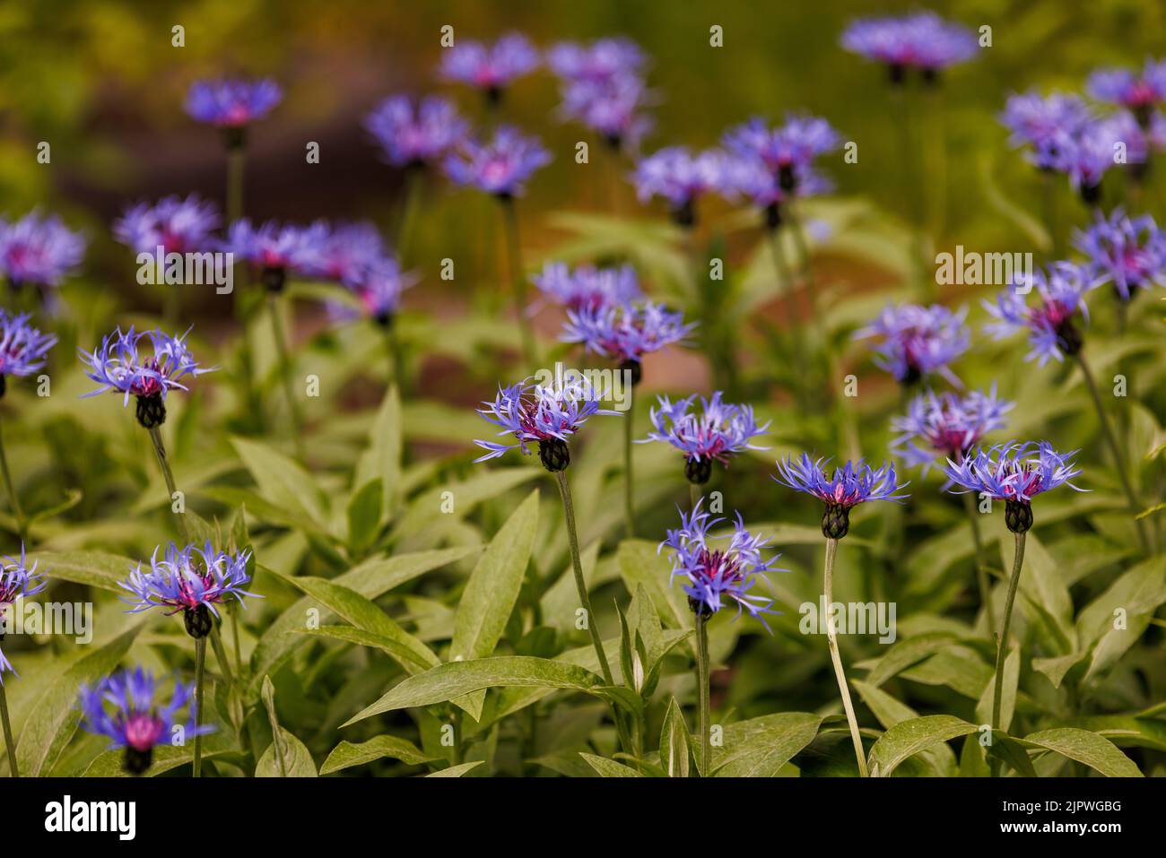 many squarrose knapweed, Centaurea (cyanus) triumfettii - blue flowers from Asteraceae family Stock Photo