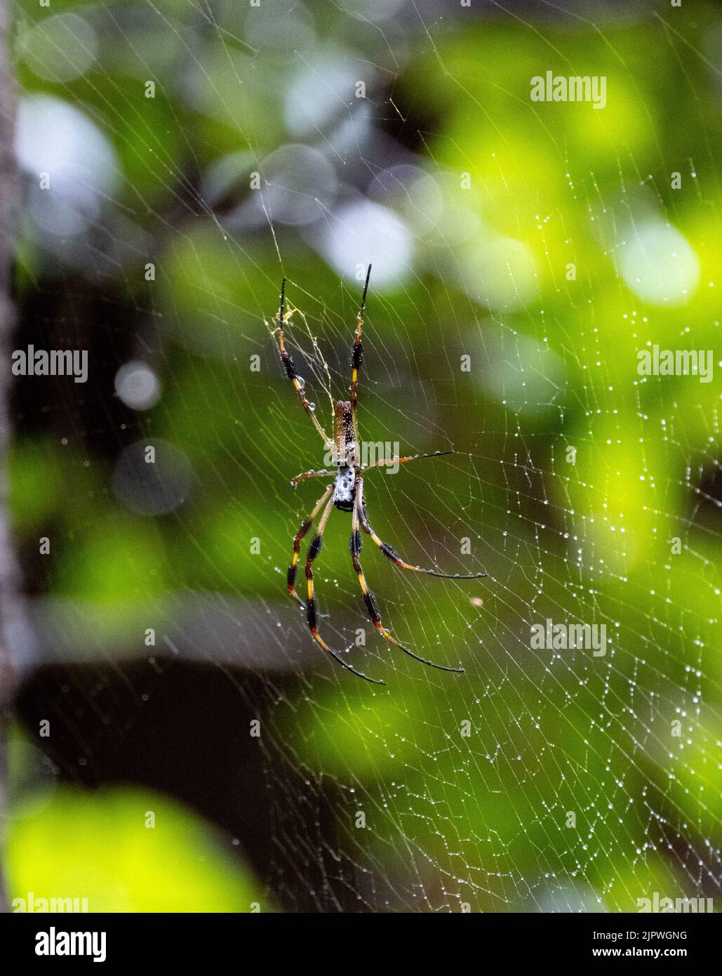 A Joro Spider, an invasive species from Asia and can be found in Georgia and South Carolina Stock Photo