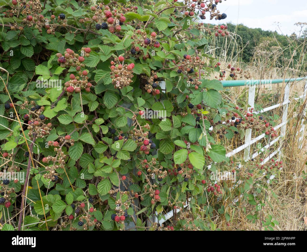 Blackberries growing over a Lincolnshire farm gate. Stock Photo