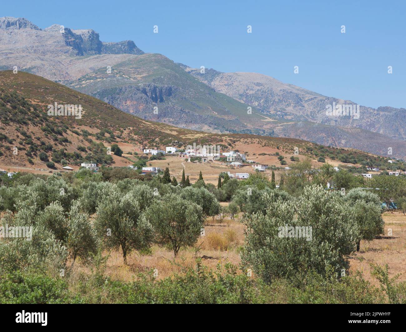 Countryside and olive grove near Chefchaouen, Morocco. Stock Photo